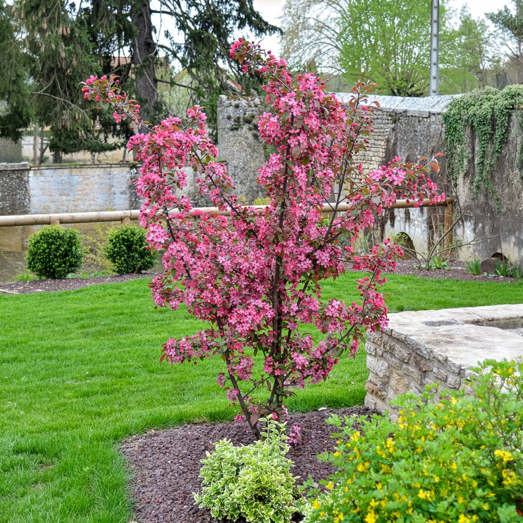 Zierapfel Coccinella - Malus Coccinella - Bakker