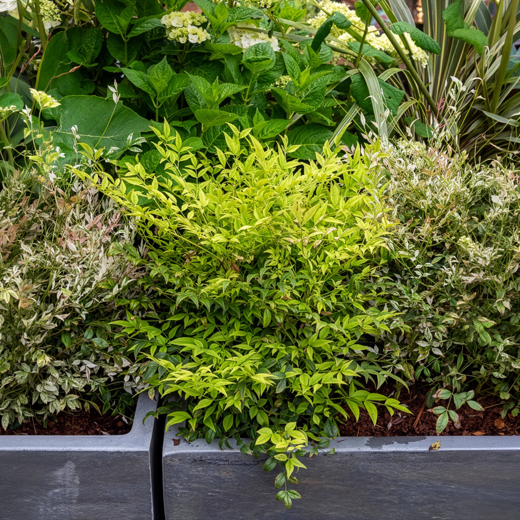 Immergrüne Pflanzen - Himmelsbambus Magical Lemon Lime - Nandina domestica Magical Lemon Lime Tc