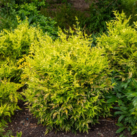 Himmelsbambus Magical Lemon Lime - Nandina domestica Magical Lemon Lime Tc - Bakker