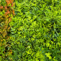 Nandina domestica Magical Lemon Lime Tc - Himmelsbambus Magical Lemon Lime - Immergrüne Pflanzen