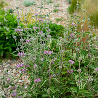 Purpurfarbene Brandkraut - Phlomis purpurea - Bakker