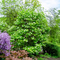 Scheinkerrie - Rhodotypos scandens - Bakker
