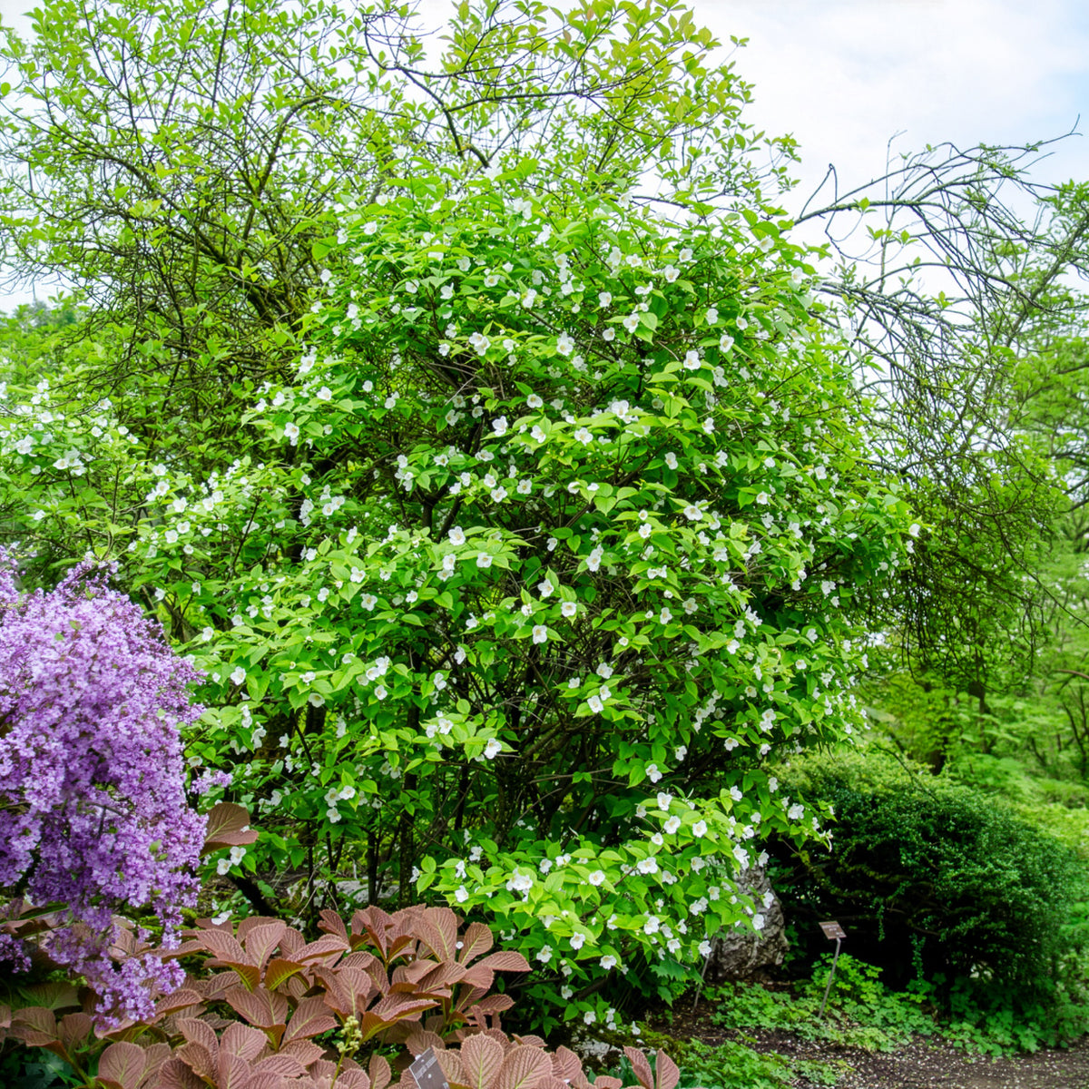 Scheinkerrie - Rhodotypos scandens - Bakker