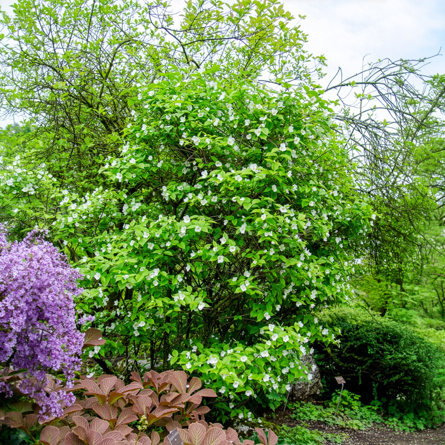 Scheinkerrie - Rhodotypos scandens - Bakker