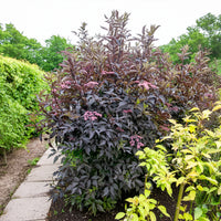 Schwarzer Holunder Black Beauty - Sambucus nigra Black Beauty - Bakker