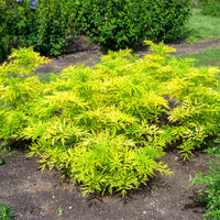 Schwarzer Holunder Golden Tower - Sambucus nigra Golden Tower - Bakker