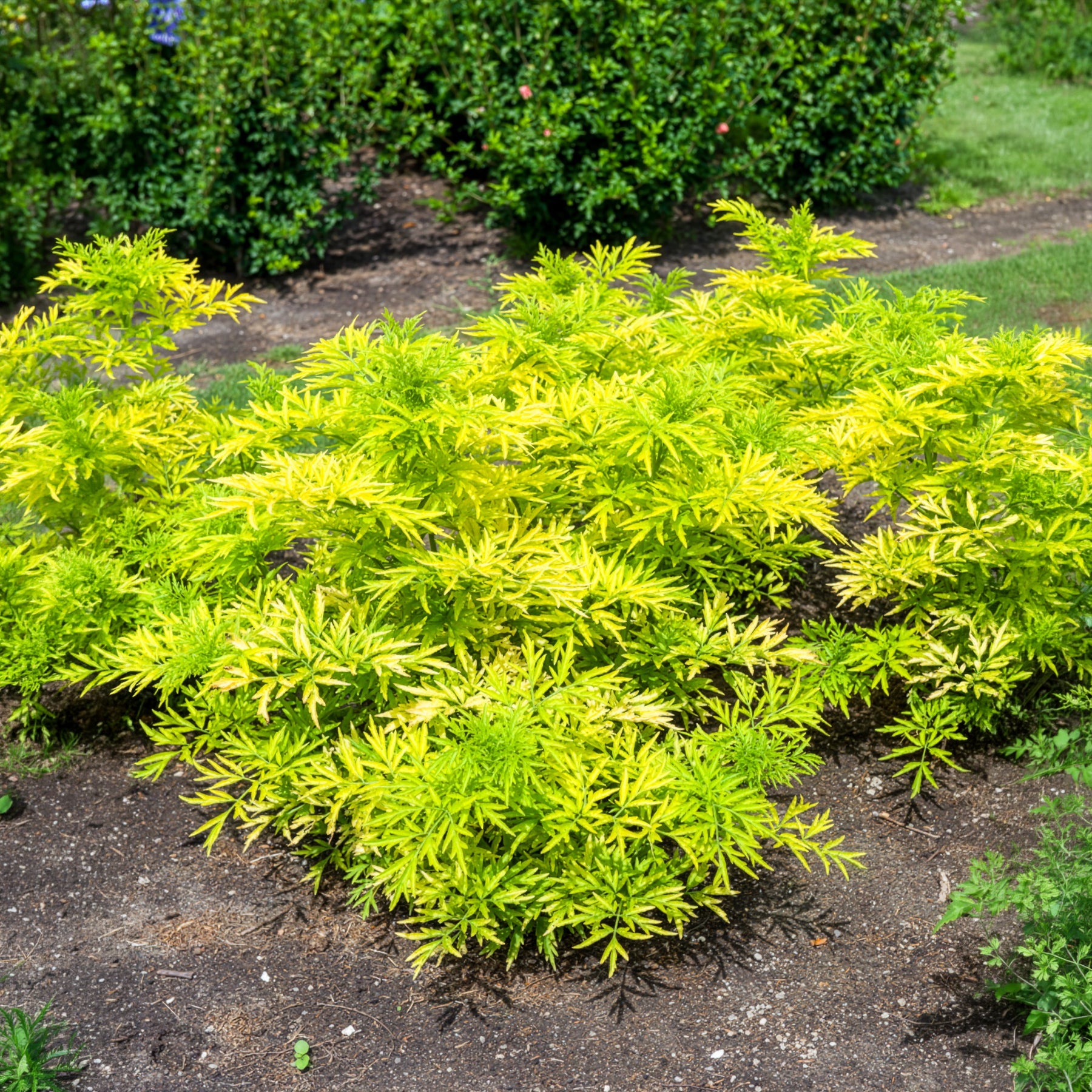 Schwarzer Holunder Golden Tower - Sambucus nigra Golden Tower - Bakker