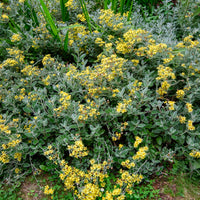 Greiskraut Sunshine - Senecio greyi Sunshine - Bakker