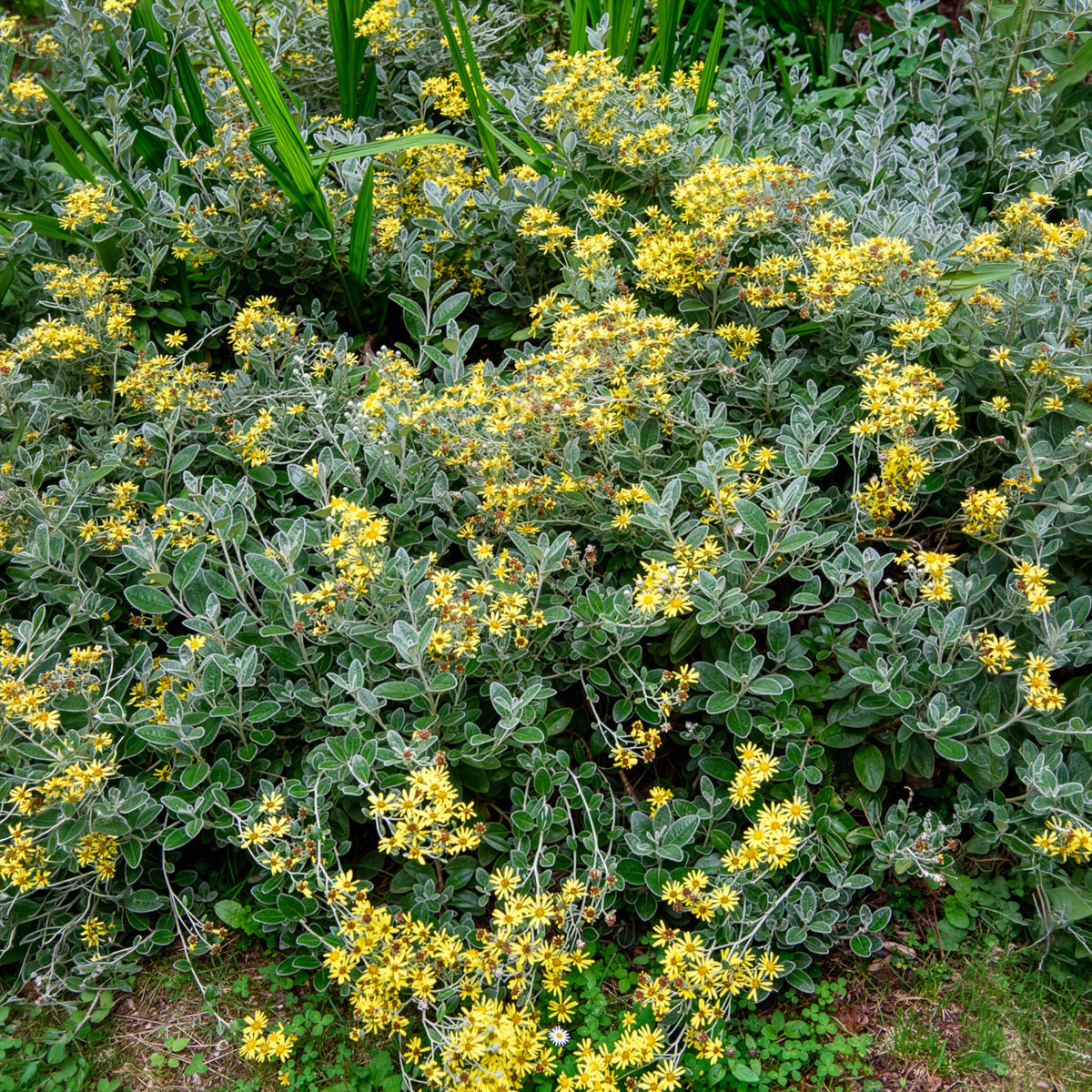 Greiskraut Sunshine - Senecio greyi Sunshine - Bakker
