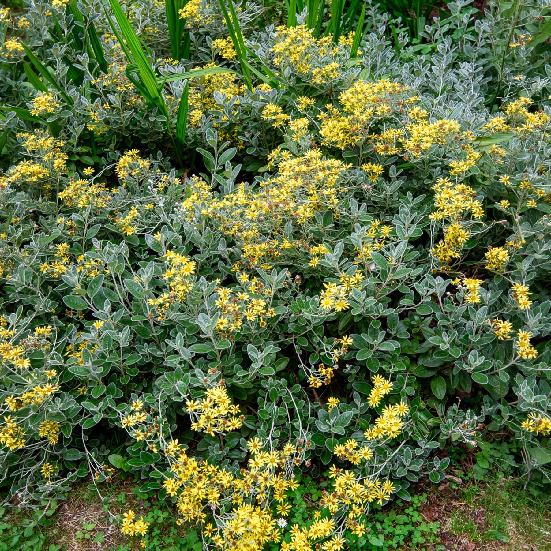 Greiskraut Sunshine - Senecio greyi Sunshine - Bakker