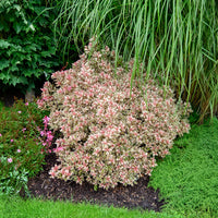 Weigela florida Monet - Weigelie Monet - Blühende Sträucher