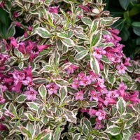 Weigelie Monet - Weigela florida Monet - Bakker