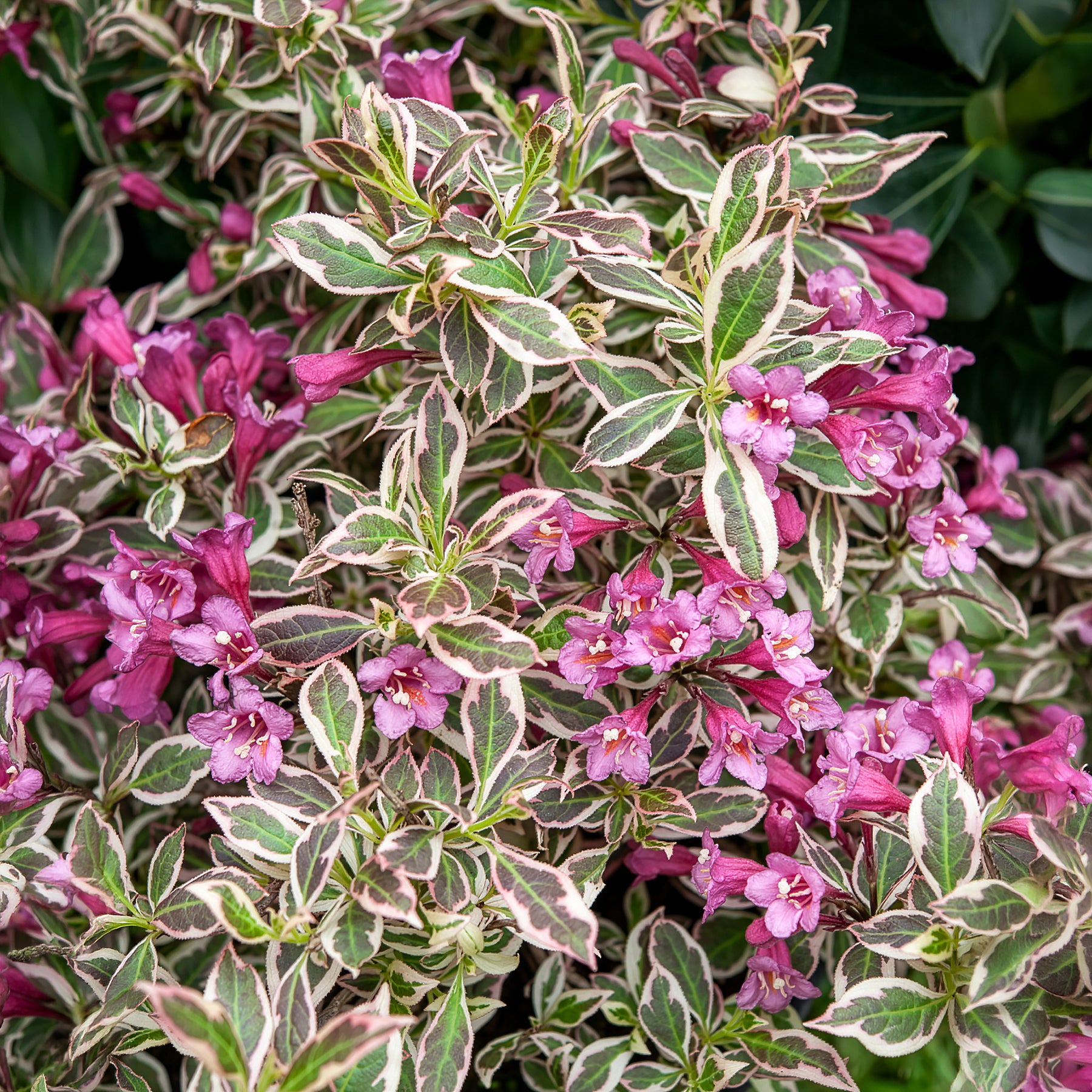 Weigelie Monet - Weigela florida Monet - Bakker