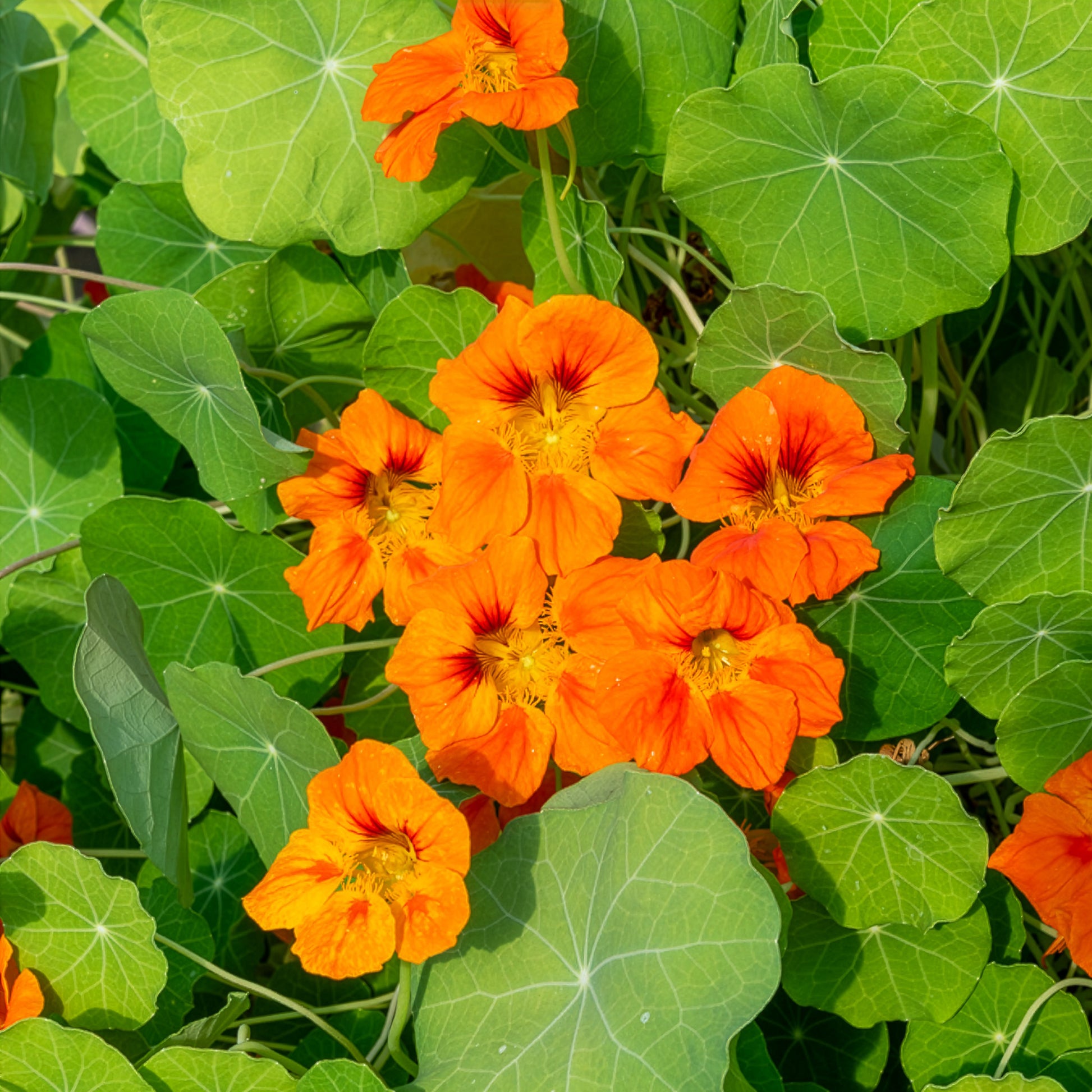 blumenkasten kapuzinerkresse balkon Orange Kapuzinerkresse für Balkon und Topf