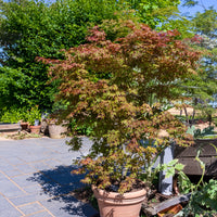 Japanischer Ahorn Deshojo - Acer palmatum Deshojo - Bakker