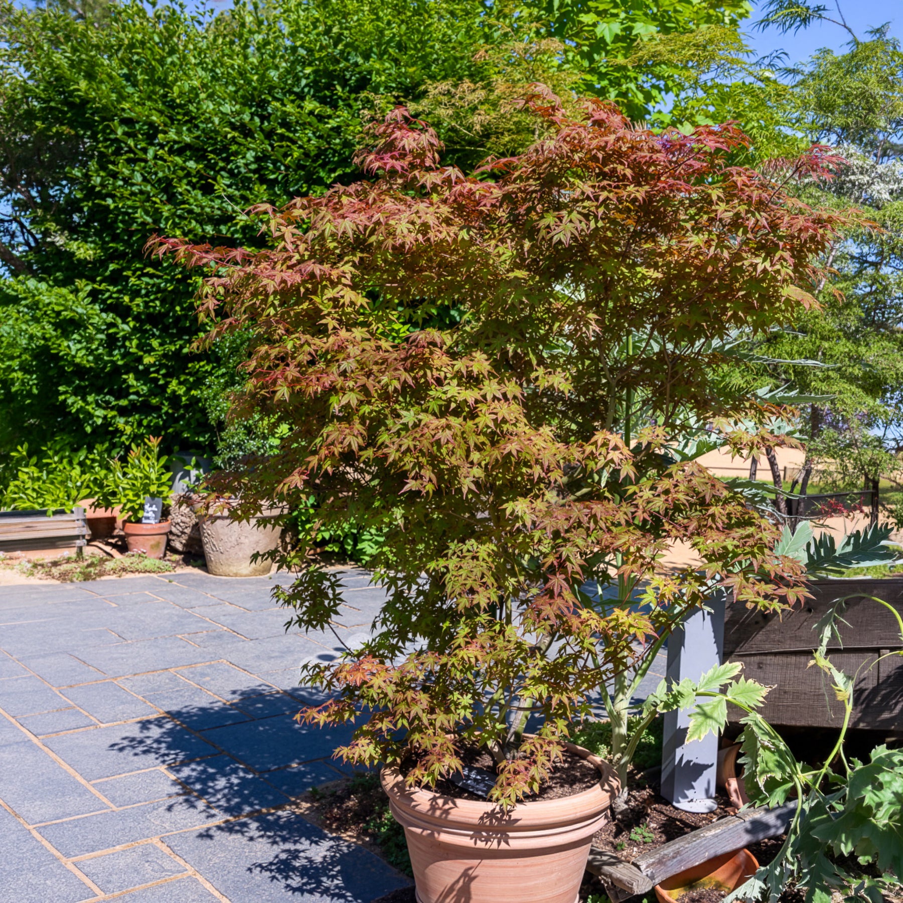 Japanischer Ahorn Deshojo - Acer palmatum Deshojo - Bakker