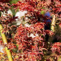 Verkauf Japanischer Ahorn Shishigashira - Acer palmatum Shishigashira