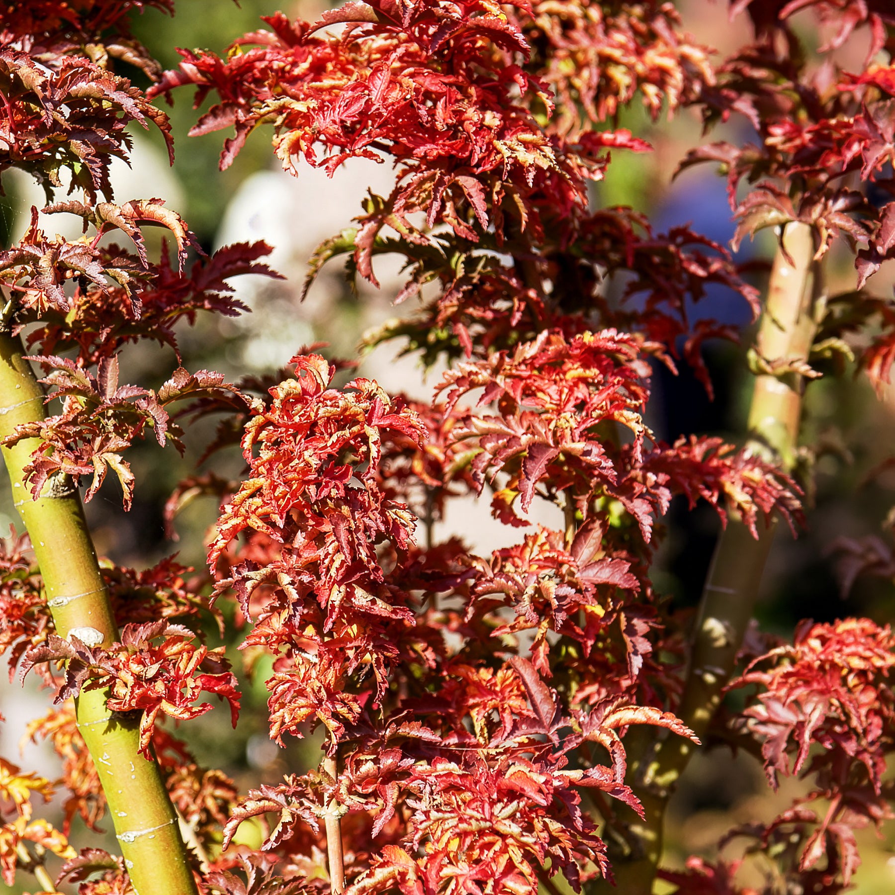 Verkauf Japanischer Ahorn Shishigashira - Acer palmatum Shishigashira