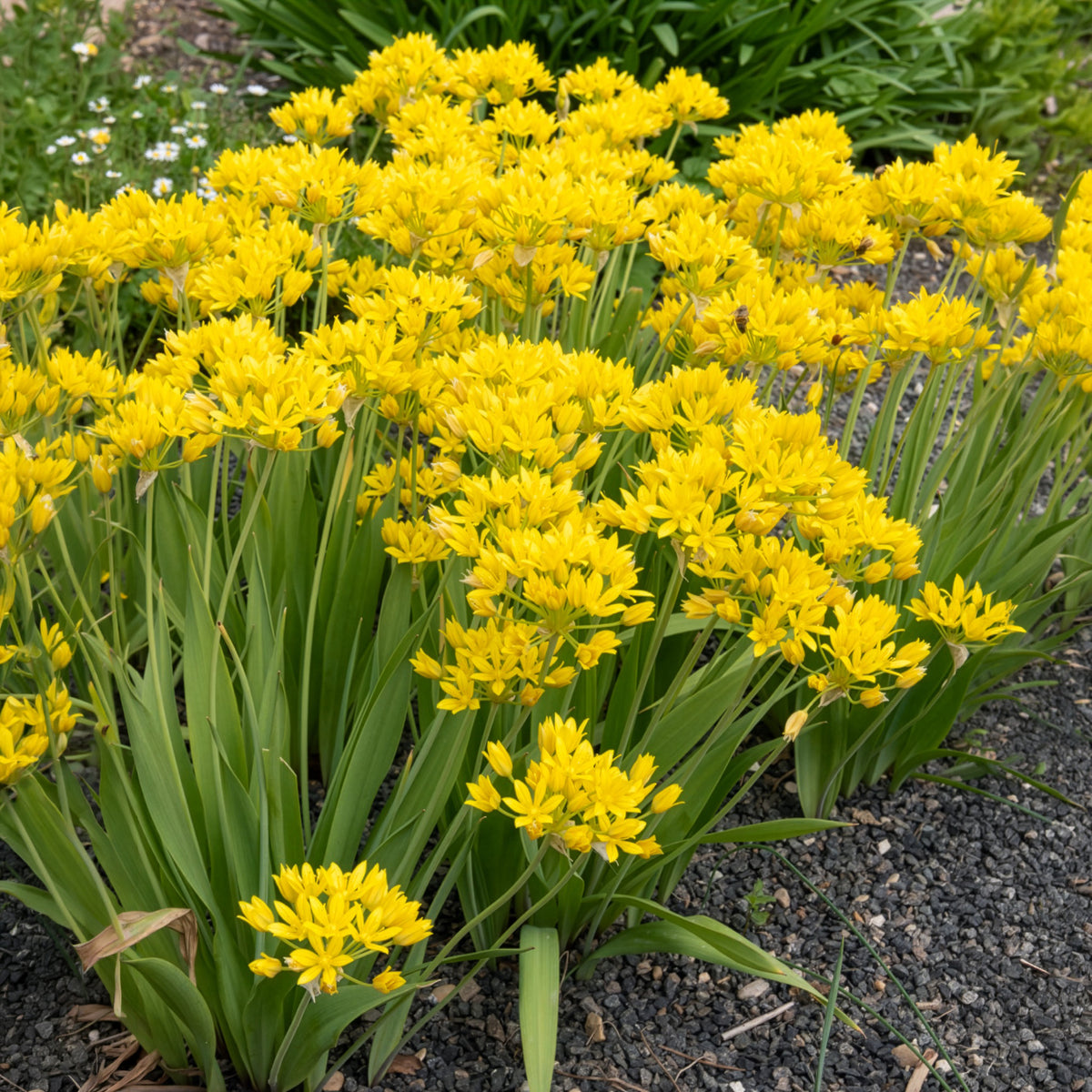 Goldlauch - Allium moly - Bakker
