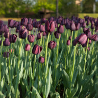 Tulpen-Zwiebeln - Tulpe Queen of Night - 