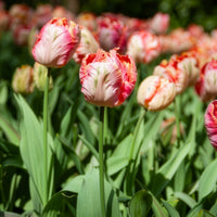 Tulpe Apricot Parrot - Tulipa Apricot Parrot - Bakker