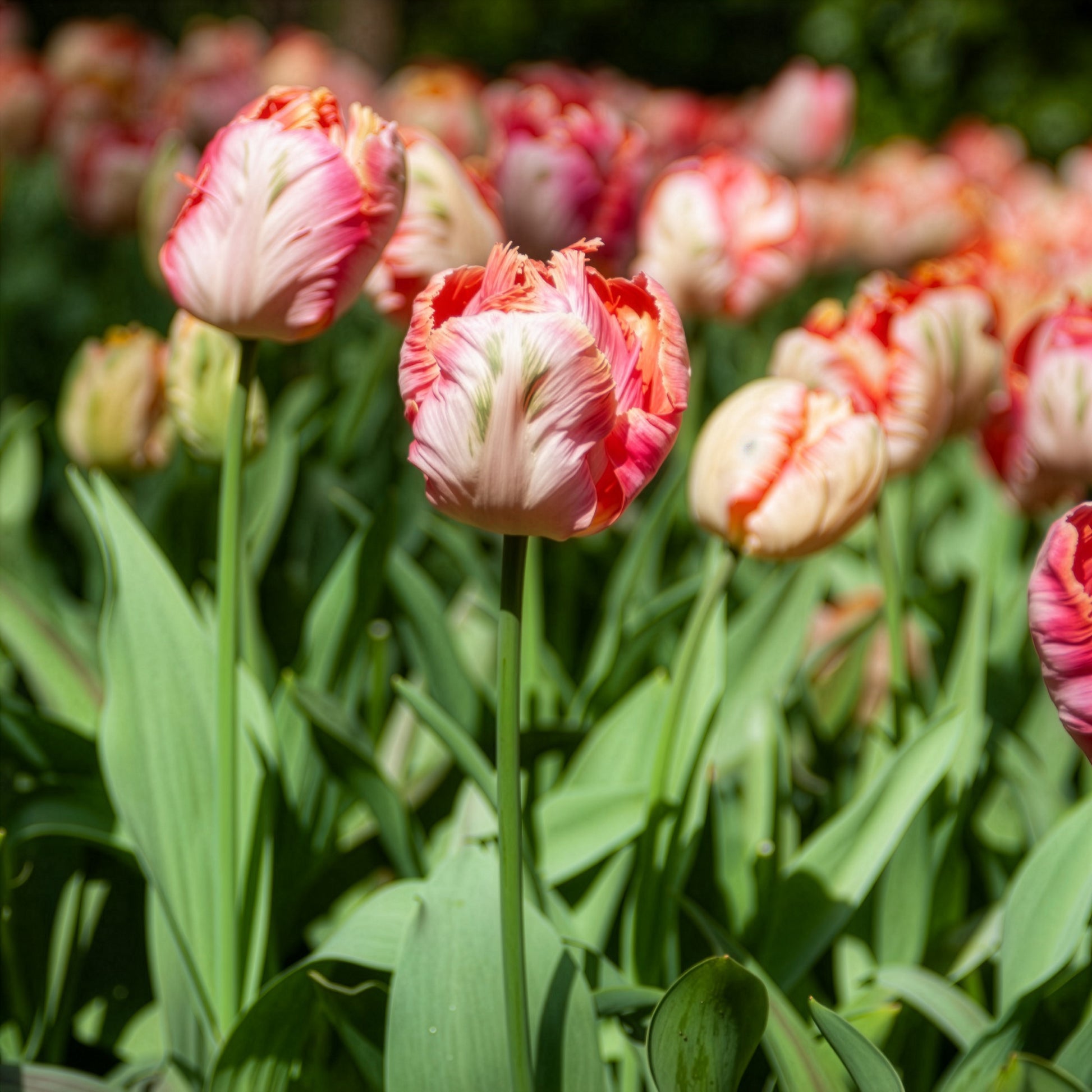 Tulpe Apricot Parrot - Tulipa Apricot Parrot - Bakker