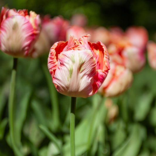 Tulpe Apricot Parrot - Bakker