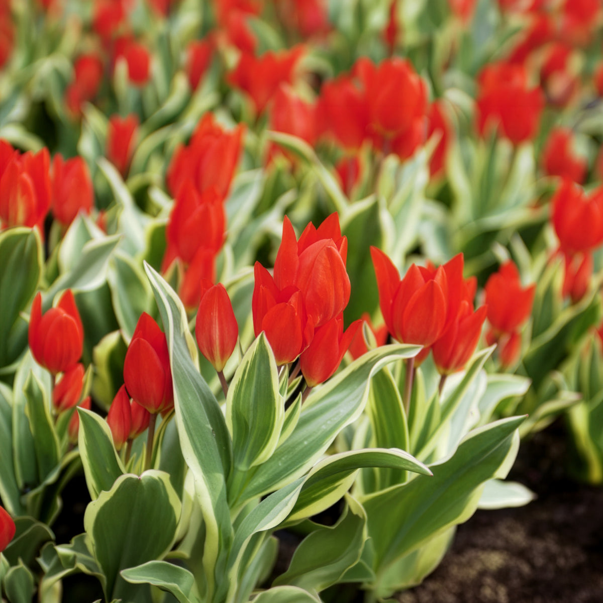 Tulpe Unicum - Tulipa praestans Unicum - Bakker