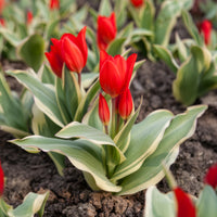 Tulpe Unicum - Bakker