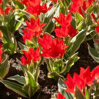 Tulpen-Zwiebeln - Tulpe Unicum - Tulipa praestans Unicum