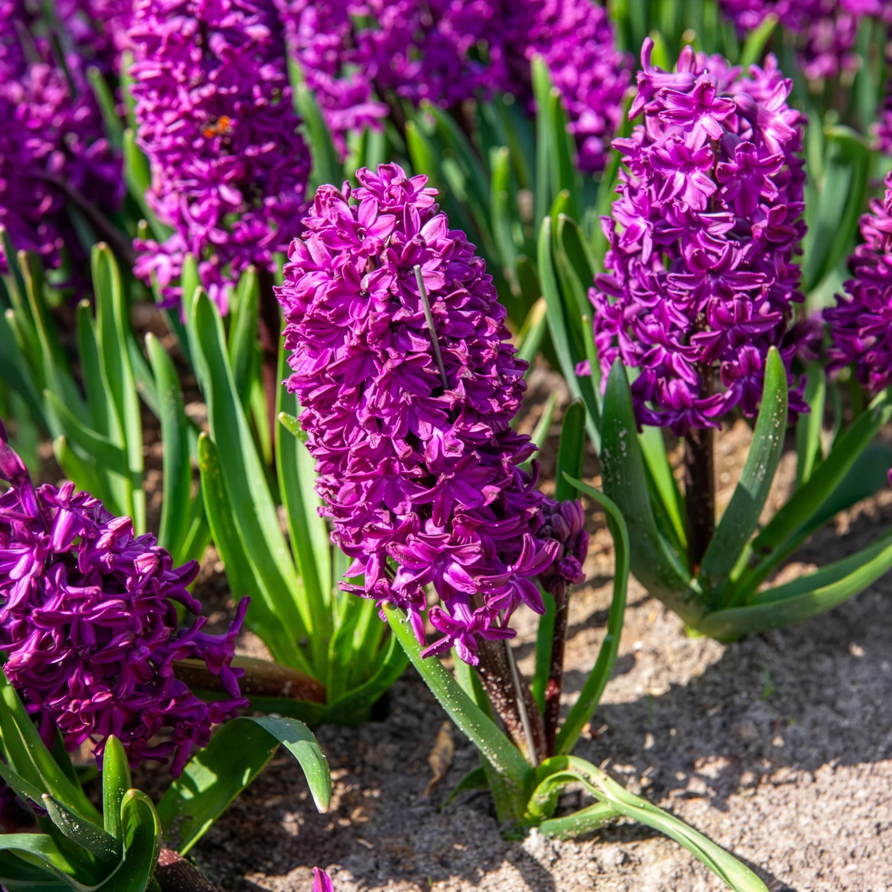 50 bienenfreundliche Blumenzwiebeln violett und weiß - Crocus Flower Record, Muscari ameniacum, Iris Purple Hill, Hyacinth Woodstock, Scilla siberica alba - Bakker