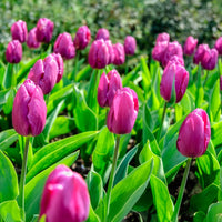 Frühlingsblumenzwiebeln für Regenbogenbeet - Narcissus, Tulipa Purple Priince, Van Eijk, Apeldoorn's Elite - Bakker
