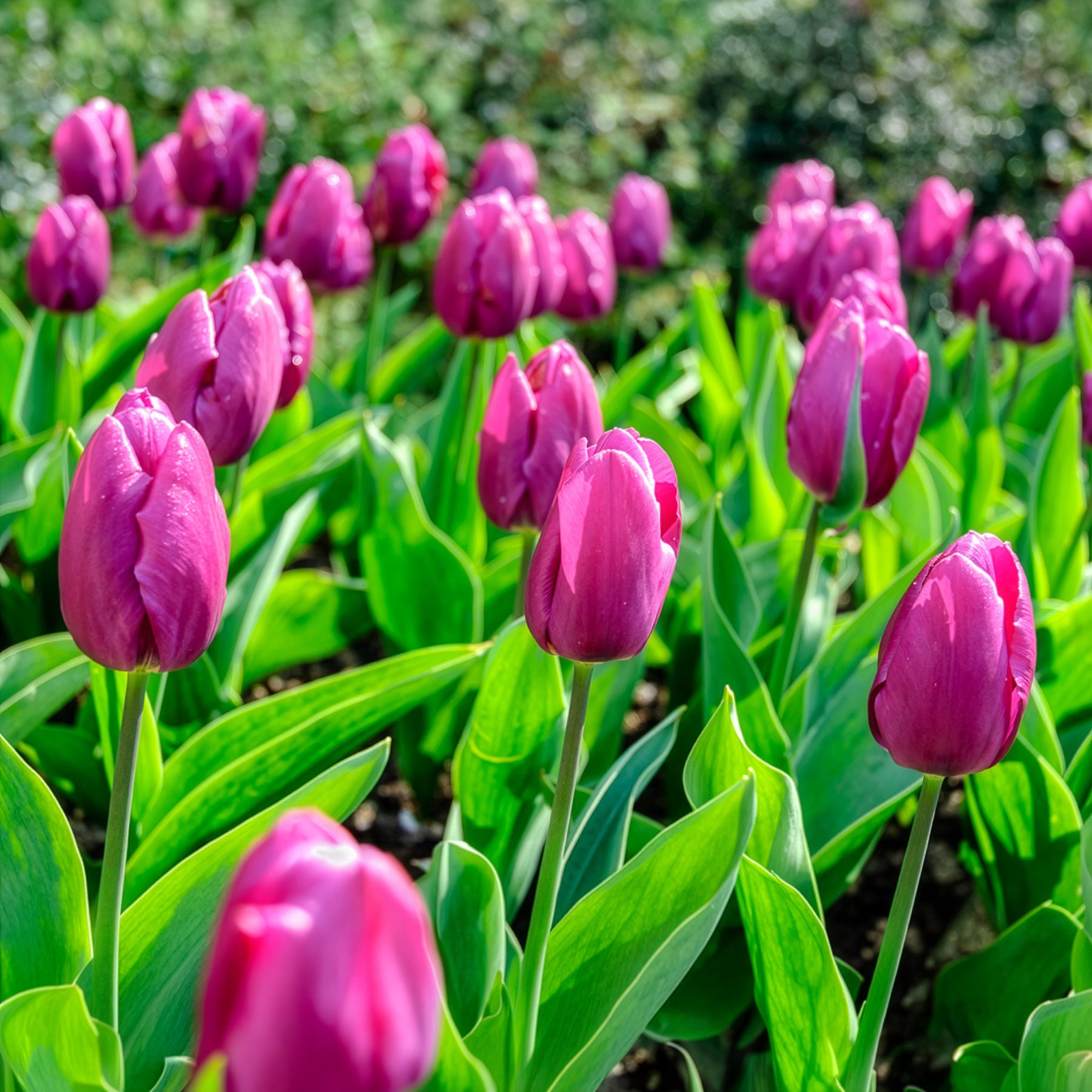 Frühlingsblumenzwiebeln für Regenbogenbeet - Narcissus, Tulipa Purple Priince, Van Eijk, Apeldoorn's Elite - Bakker