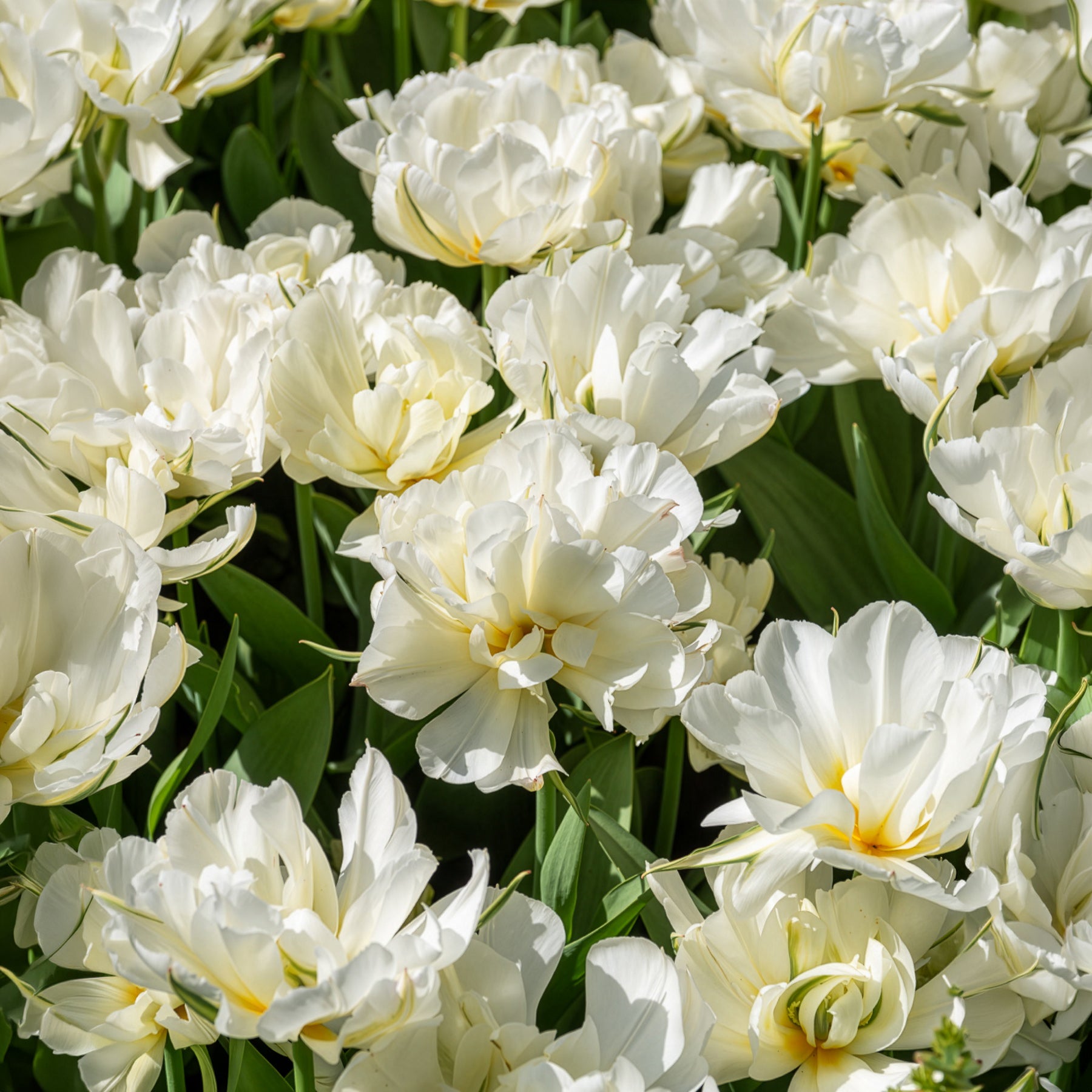 Narcissus Ice Follies, Pusckina alba, Tulipa Apeldoorn, Exotic Emperor, Seadov - Frühlingsblumenzwiebeln für rot-weißes Beet - Zwiebelmix