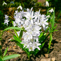 Verkauf Frühlingsblumenzwiebeln für rot-weißes Beet - Narcissus Ice Follies, Pusckina alba, Tulipa Apeldoorn, Exotic Emperor, Seadov