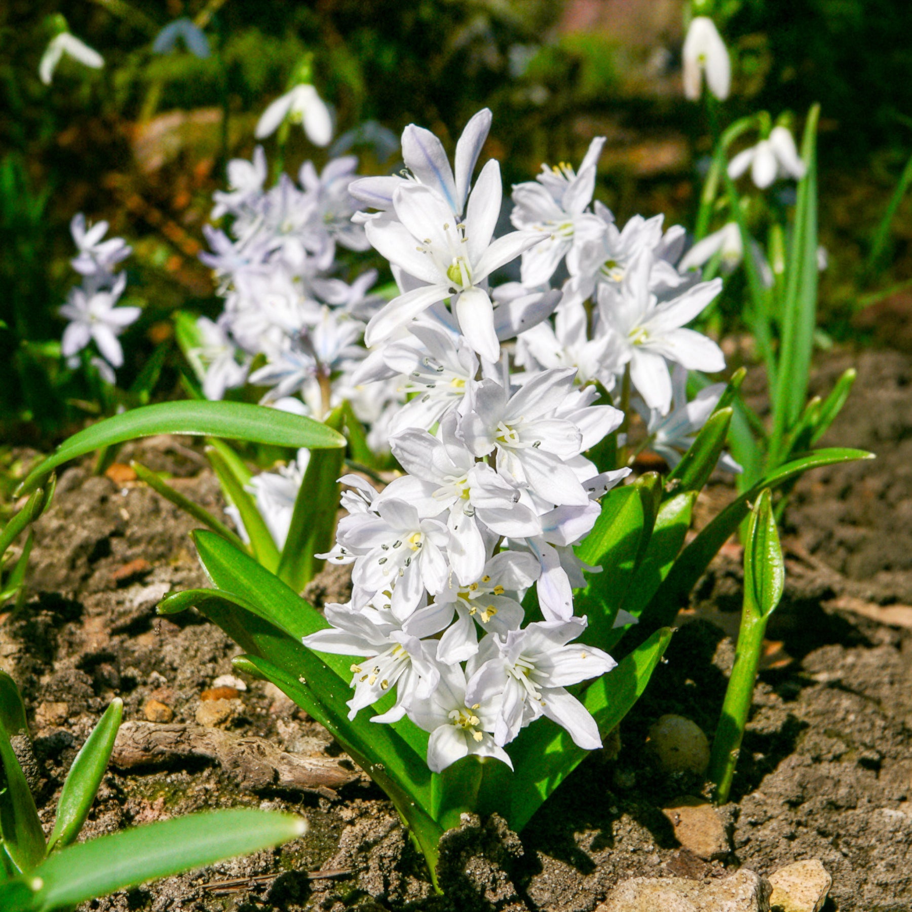 Verkauf Frühlingsblumenzwiebeln für rot-weißes Beet - Narcissus Ice Follies, Pusckina alba, Tulipa Apeldoorn, Exotic Emperor, Seadov