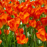 Frühlingsblumenzwiebeln für gelb-oranges Beet - Tulipa Orange Breeze, Blushing Apeldorn, Appeldorn's Elite, Narcissus Martinette - Bakker