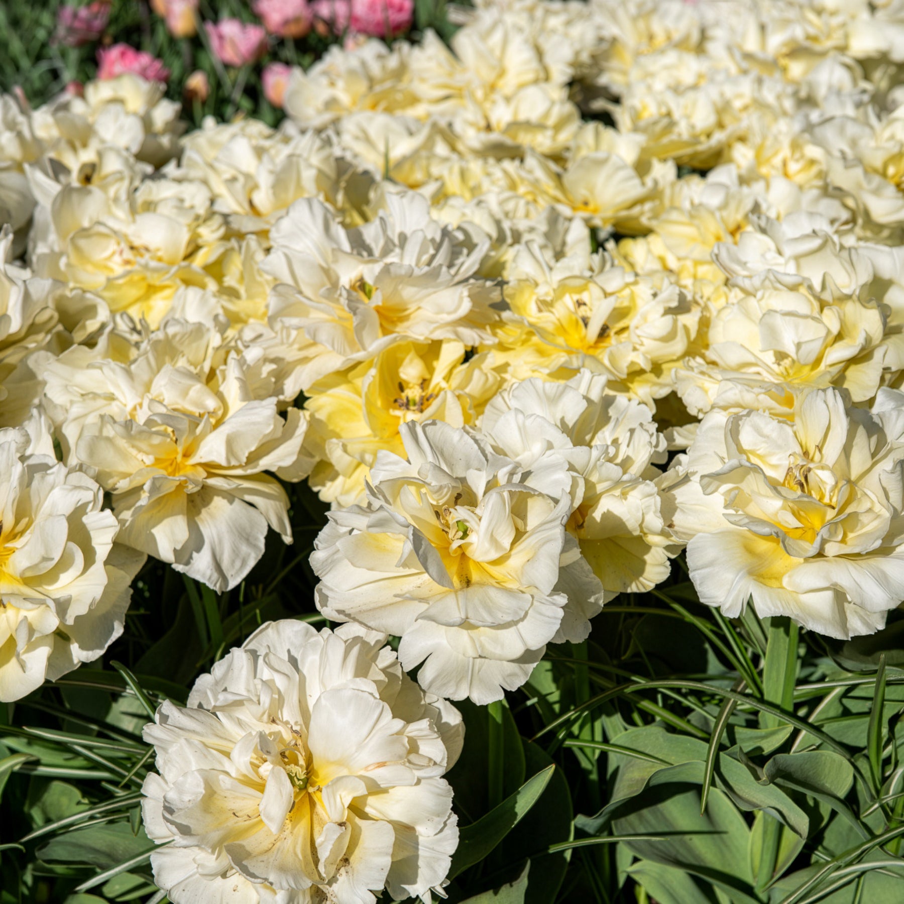 Frühe gefüllte Tulpe Mondial - Tulipa Avant-garde - Bakker