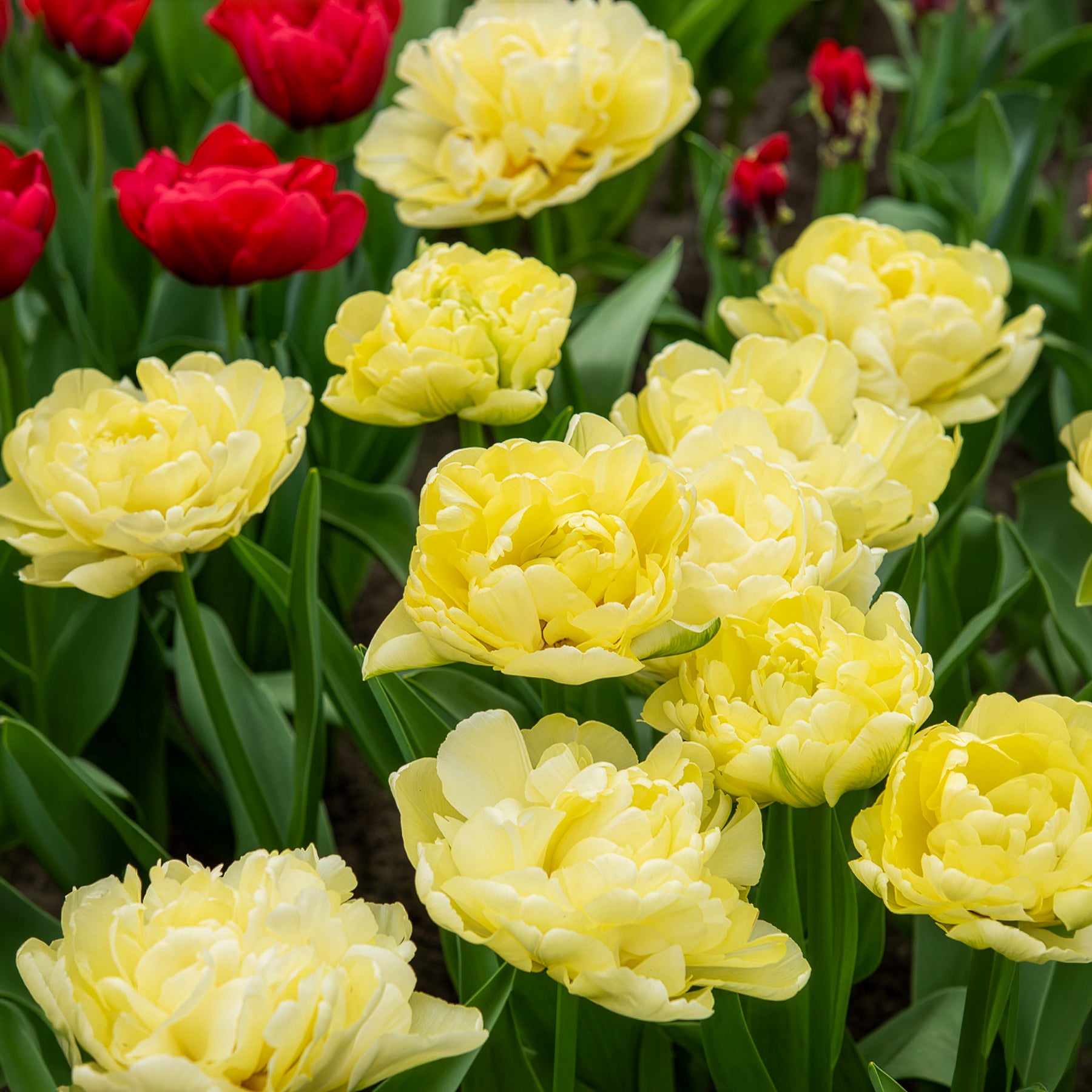 Tulpen-Zwiebeln - Frühe gefüllte Tulpe Mondial - Tulipa Avant-garde