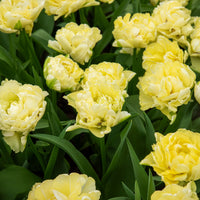 Tulipa Avant-garde - Frühe gefüllte Tulpe Mondial - Tulpen-Zwiebeln
