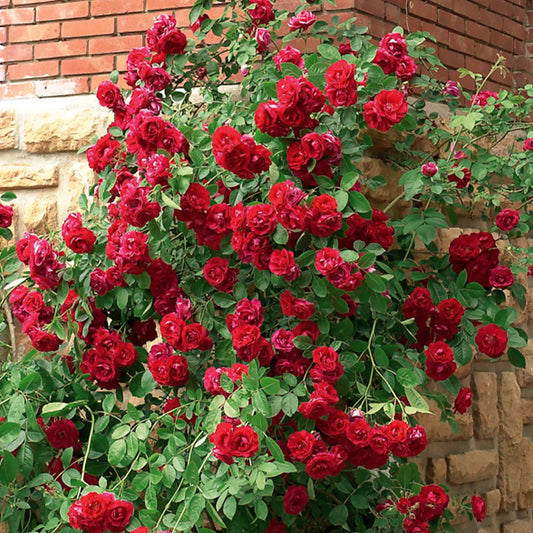 Rote Kletterrose - Bakker