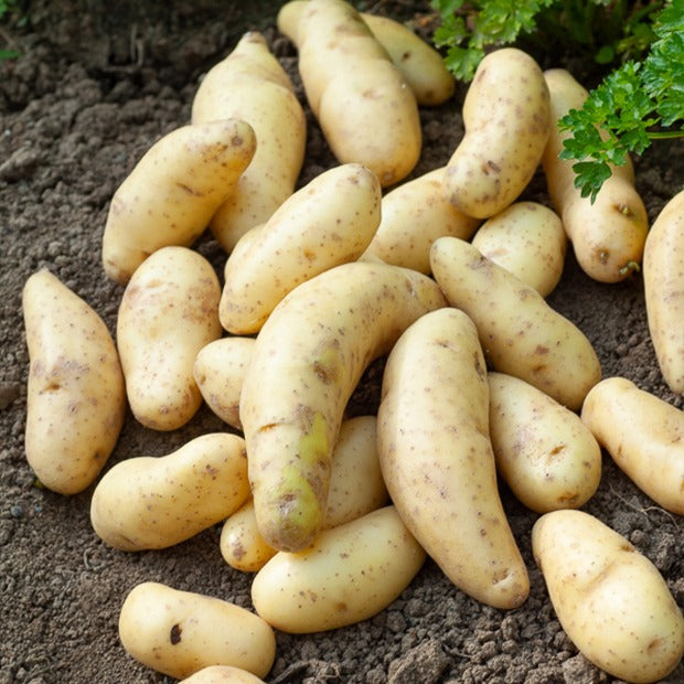 Kartoffel La Ratte (x25) - Solanum tuberosum ratte - Gemüse