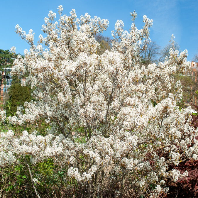 Cotoneaster franchetii, Amelanchier lamarckii, Euonymus europaeus, Symphoricarpos doorenbosii - Vogelhecken-Kollektion - Heckensträucher