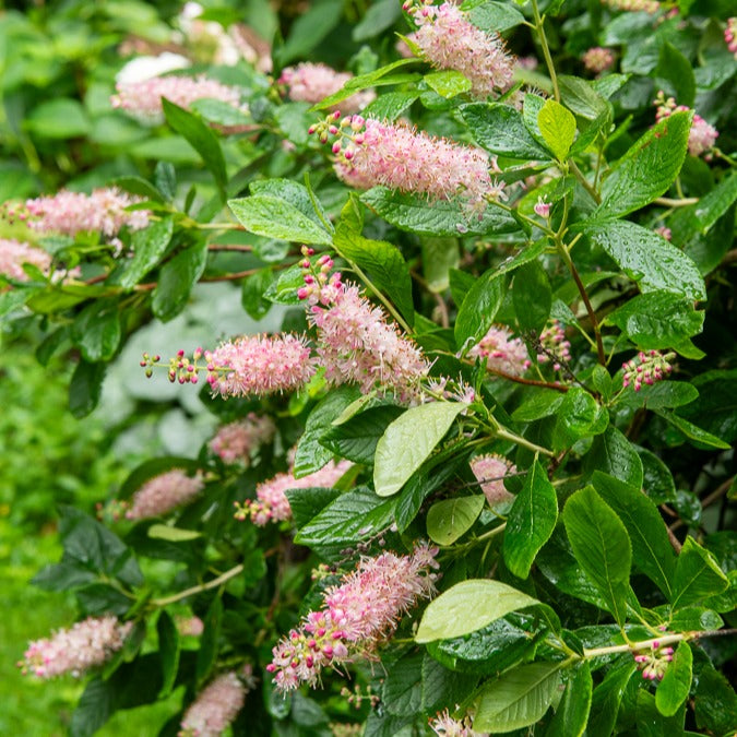 Silberkerzenstrauch Pink Spire - Clethra alnifolia pink spire - Gartenpflanzen