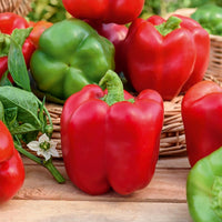 Cucurbita pepo, Solanum melongena, Capsicum annuum, Solanum lycopersicum - Sonnengemüse Mischung - Andere Gemüse-Saatgüter