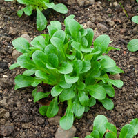 Feldsalat Etampes - Valerianella locusta verte d'etampes - Gemüsesaat