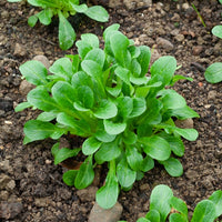 Feldsalat Etampes - Valerianella locusta verte d'etampes - Bakker