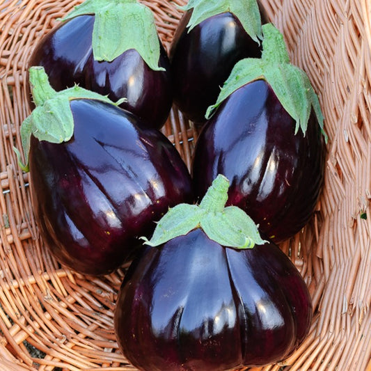 Aubergine Black Beauty - Solanum melongena black beauty - Gemüsegarten