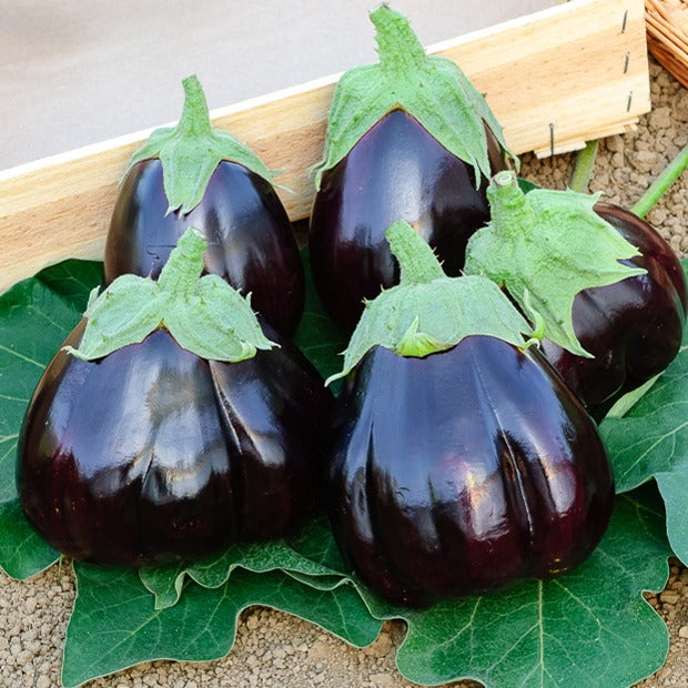 Aubergine Black Beauty - Solanum melongena black beauty - Saatgut