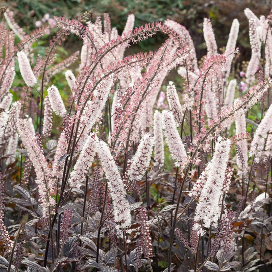 Silberkerze Pink Spike